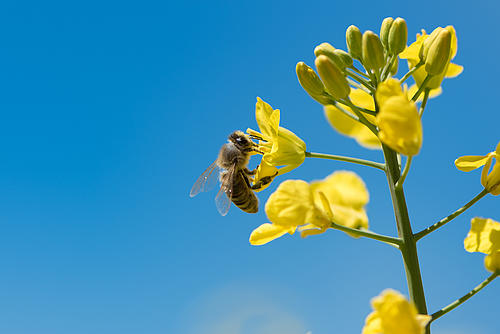 Nahaufnahme einer Rabsblüte mit einer Biene, blauer Himmel im Hintergrund