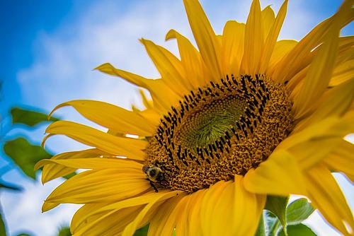 Nahaufnahme einer Sollenblume