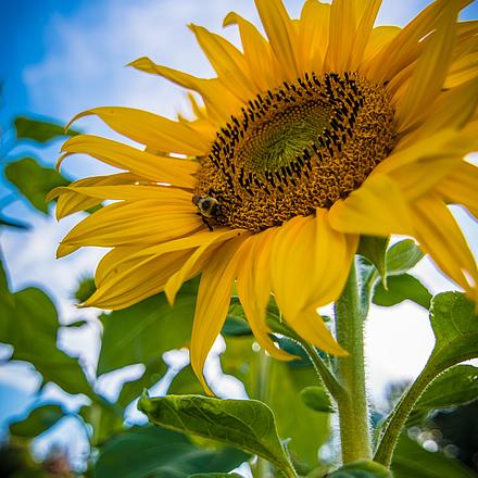 Nahaufnahme einer Sonnenblume