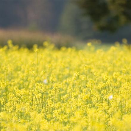 Rapsblüten gelbe Rapsblütenwiese