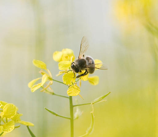 Rapsblüten mit einer Honig sammelnden Biene