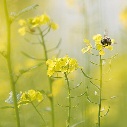 Rapsblüten mit einer Honig sammelnden Biene